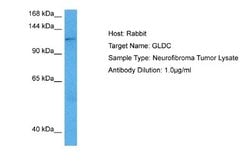 GLDC Antibody, Novus Biologicals 100 &mu;L; Unconjugated:Antibodies, Polyclonal